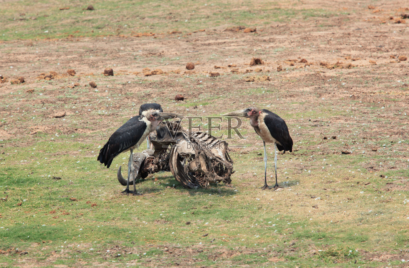 在非洲大草原，一只公牛的骨架附近的鹳毛食腐动物照片摄影图片
