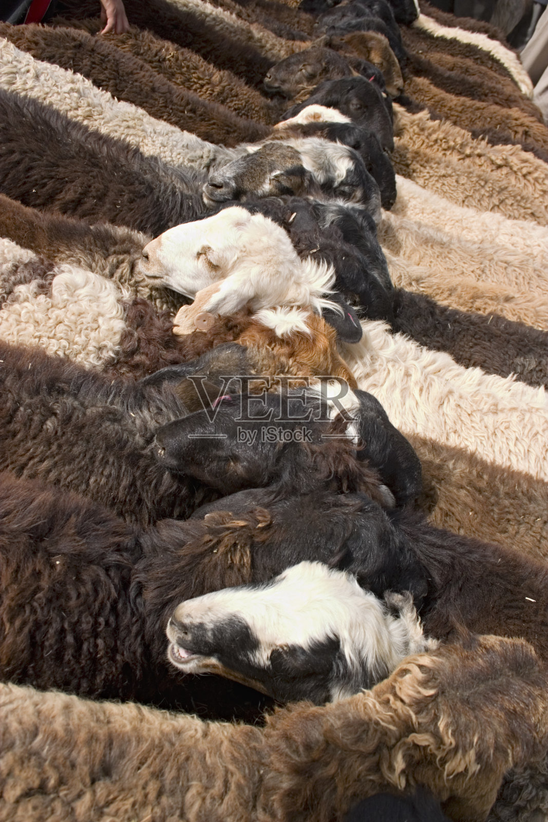 中国新疆喀什动物市场的绵羊照片摄影图片