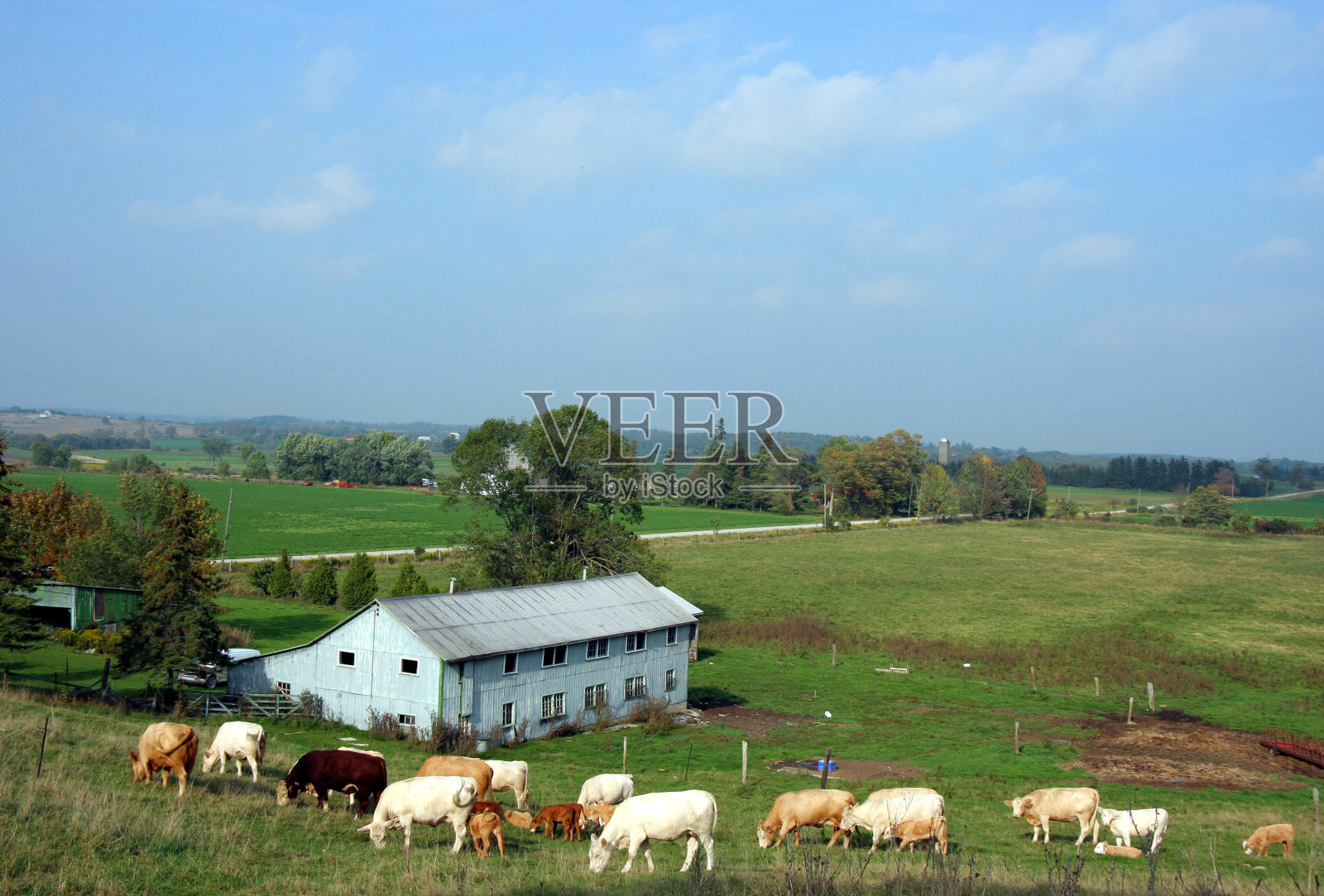 牧场放牧照片摄影图片