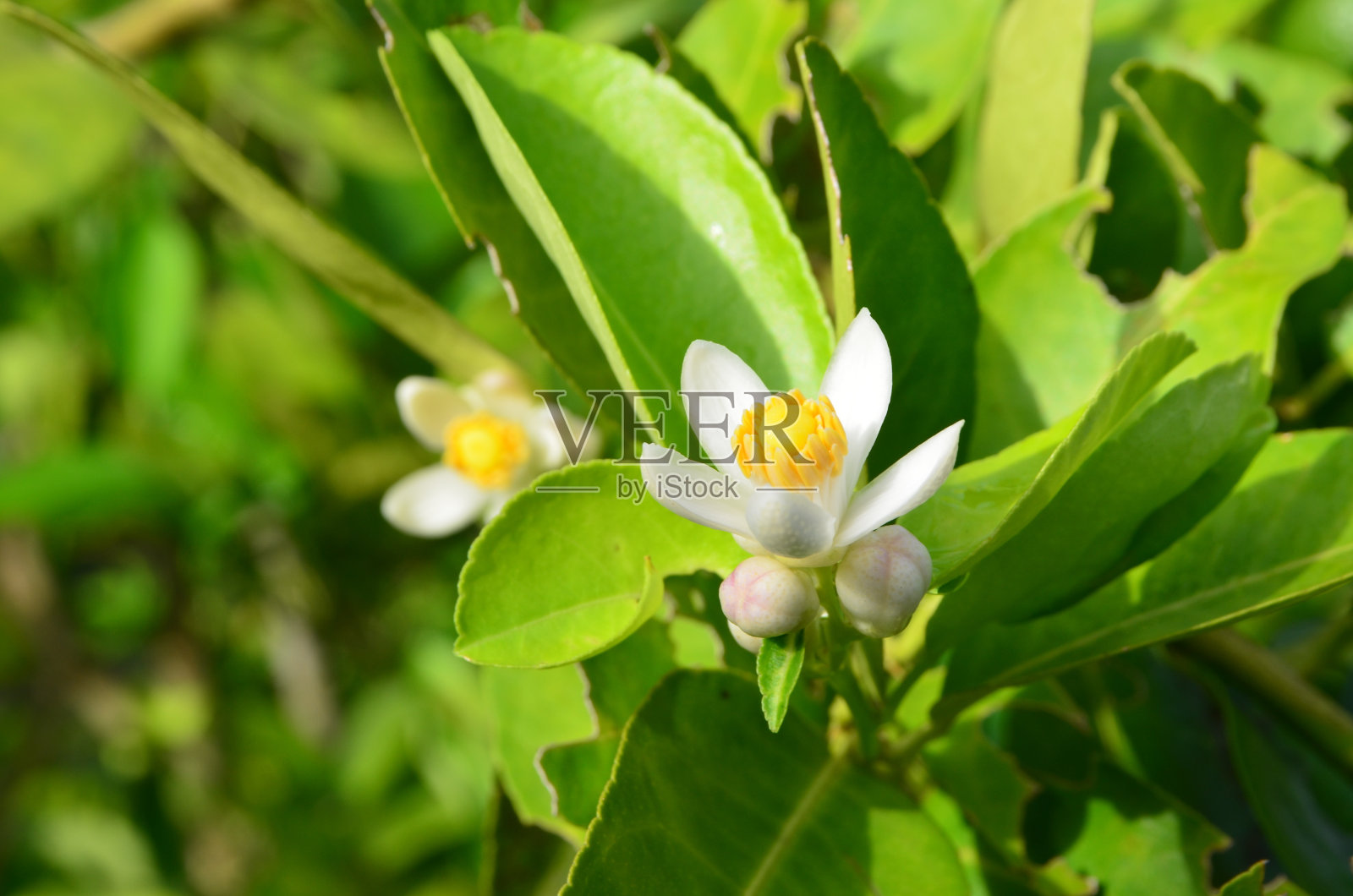 石灰在花园里开花照片摄影图片