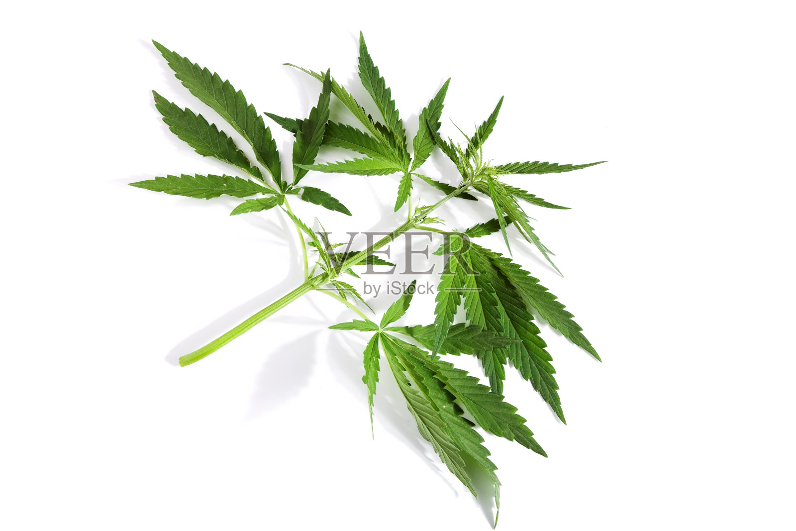 麻照片摄影图片