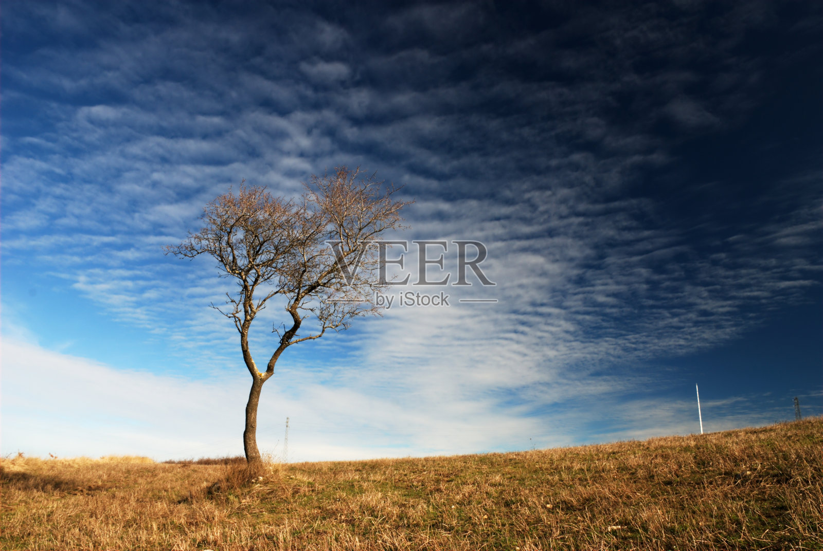 孤独的树照片摄影图片