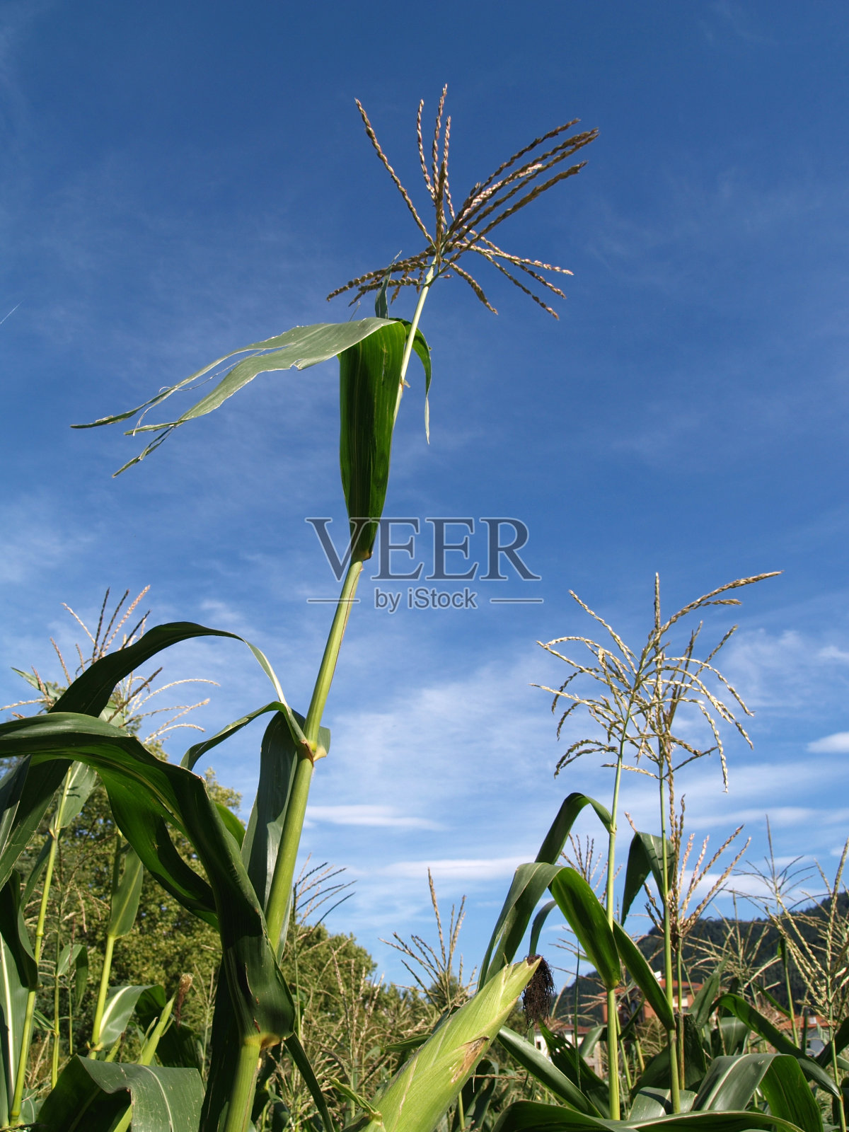 碧蓝的天空下，绿油油的玉米地照片摄影图片