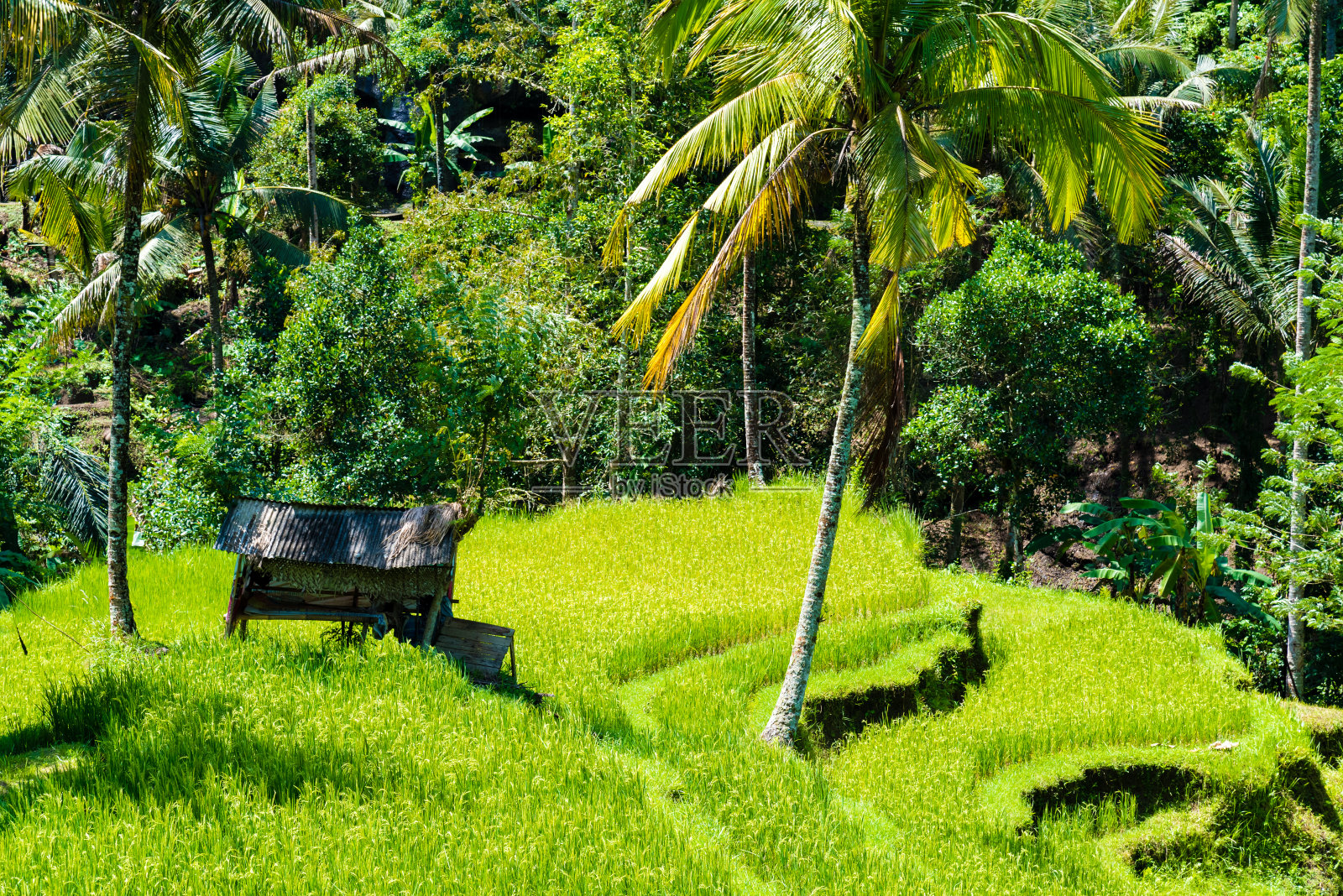可以看到亚洲的梯田、稻田和椰子树照片摄影图片