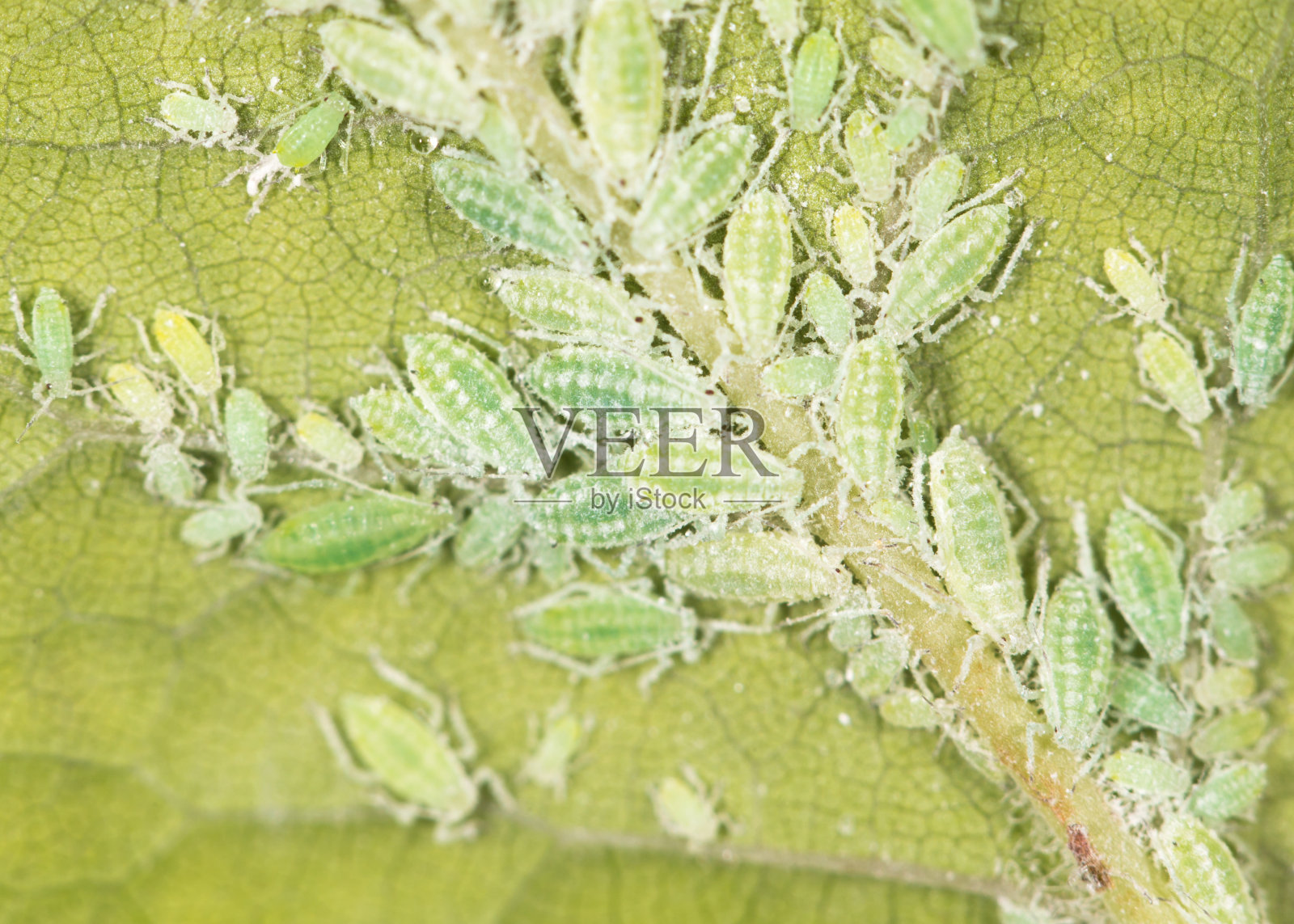 绿叶上的蚜虫。关闭照片摄影图片