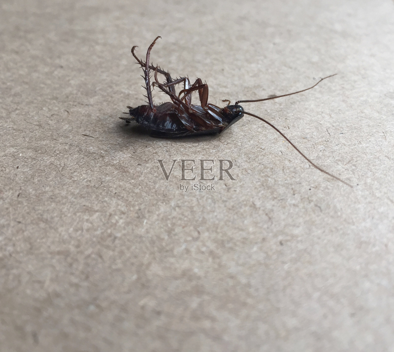 死蟑螂照片摄影图片