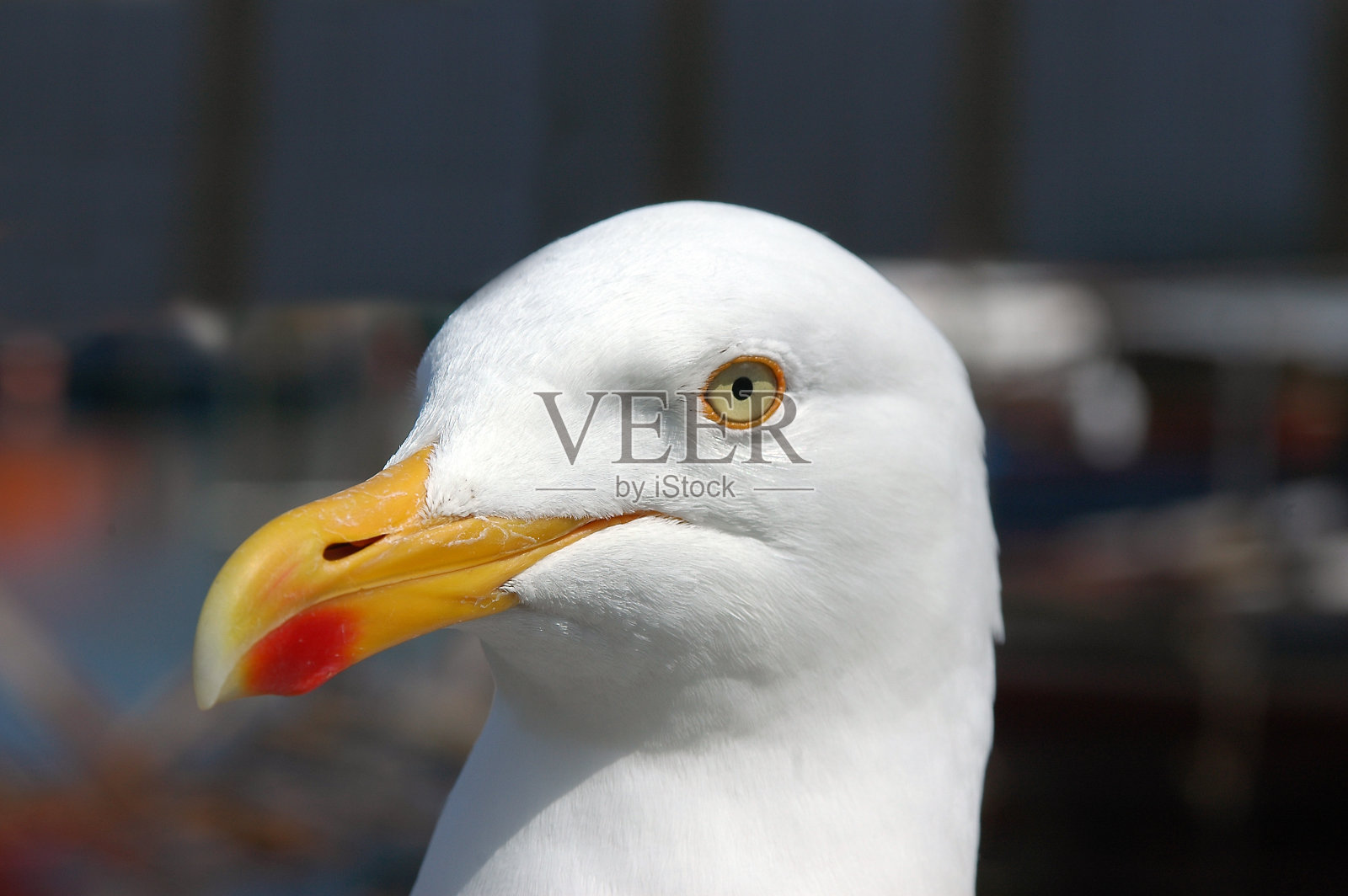 鸥肖像照片摄影图片