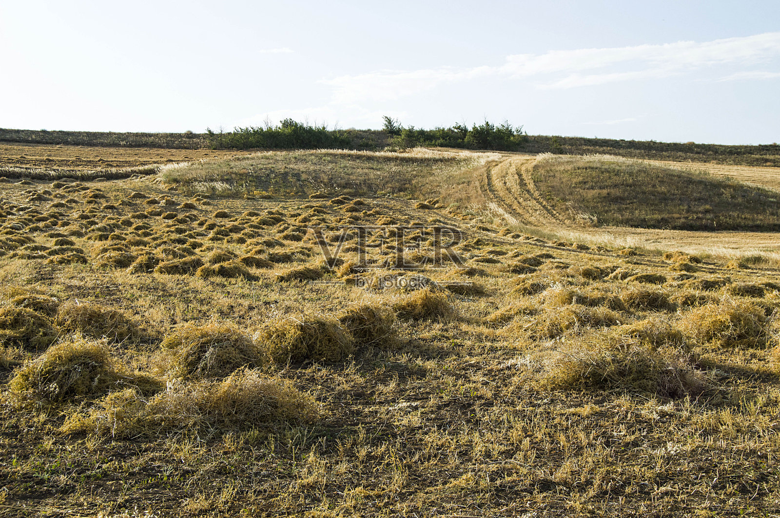把绿扁豆晾干，然后在田里等待收获……照片摄影图片