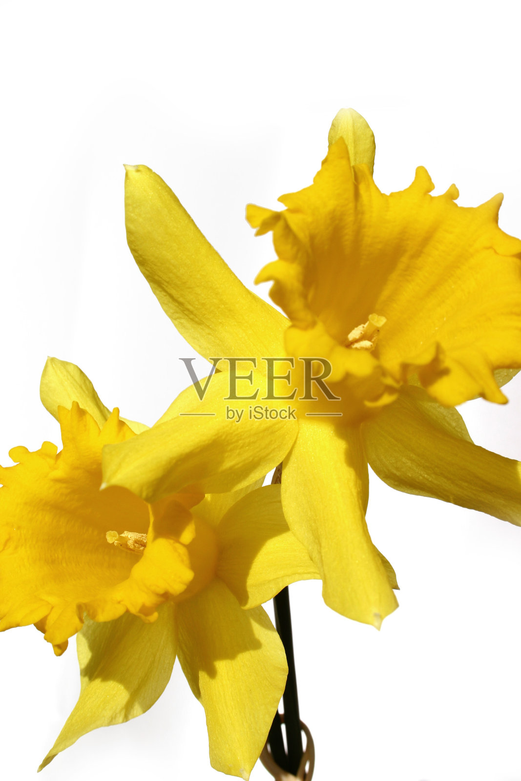 为止daffodils照片摄影图片