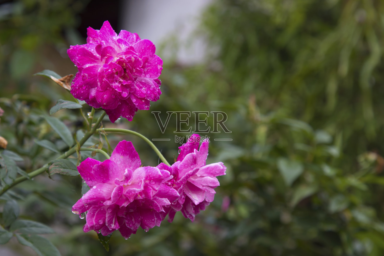 浪漫的夏天，红粉色的玫瑰灌木攀附在绿色的树木自然花园照片摄影图片