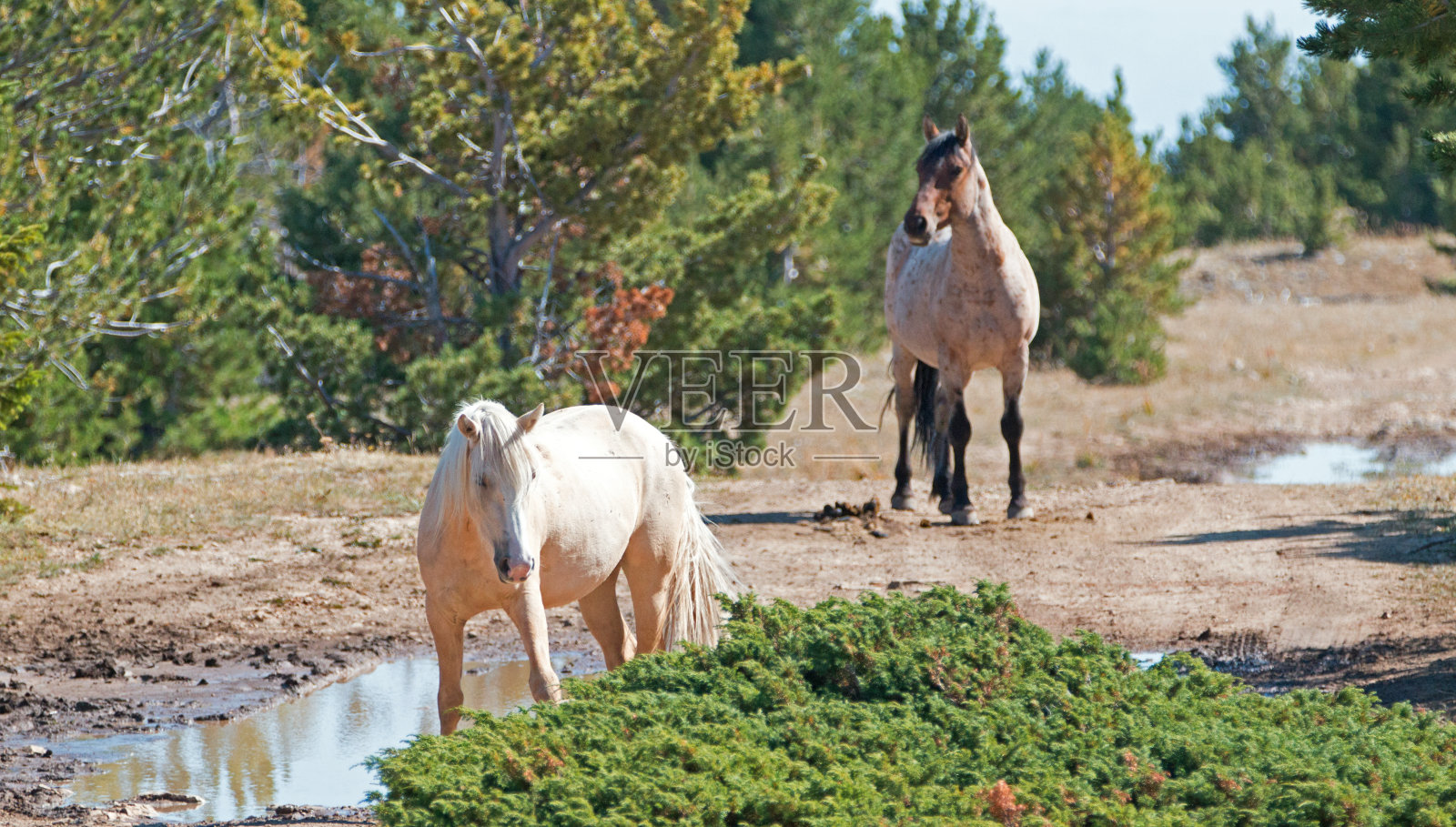帕洛米诺母马和红Roan种马在蒂勒特山脊在普赖尔山野马范围在美国蒙大拿州照片摄影图片