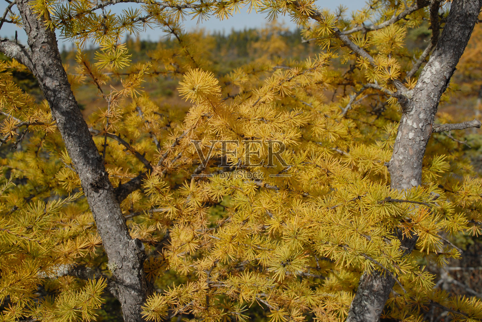 弓下摆照片摄影图片