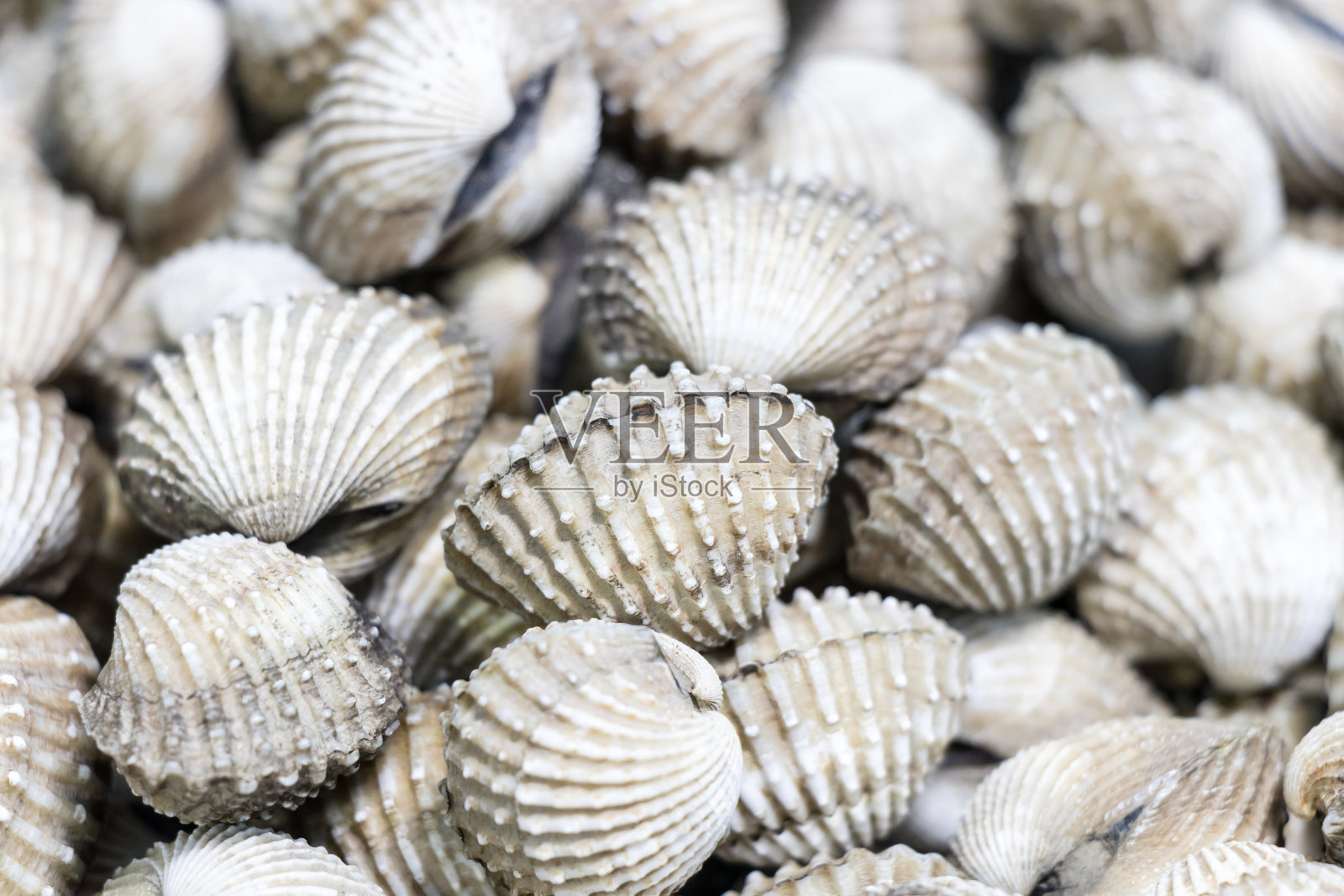 血公鸡 （特吉拉卡格拉诺萨）照片摄影图片