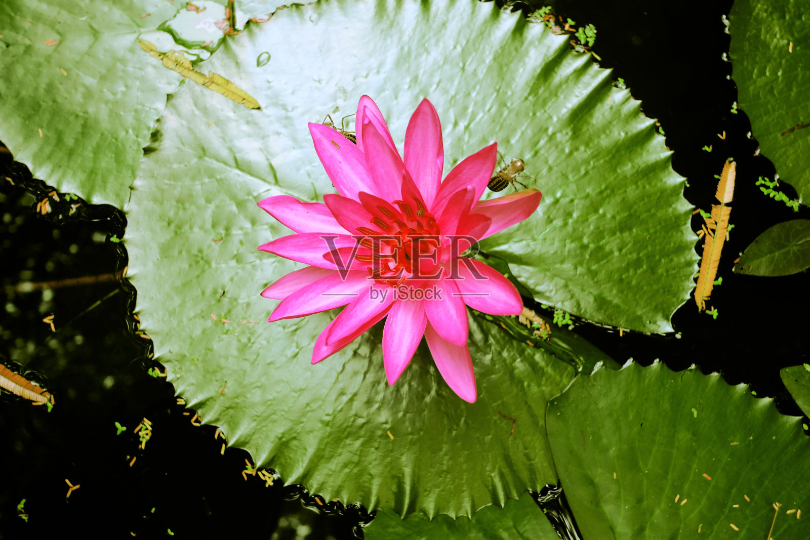粉色荷花和荷叶背景。照片摄影图片