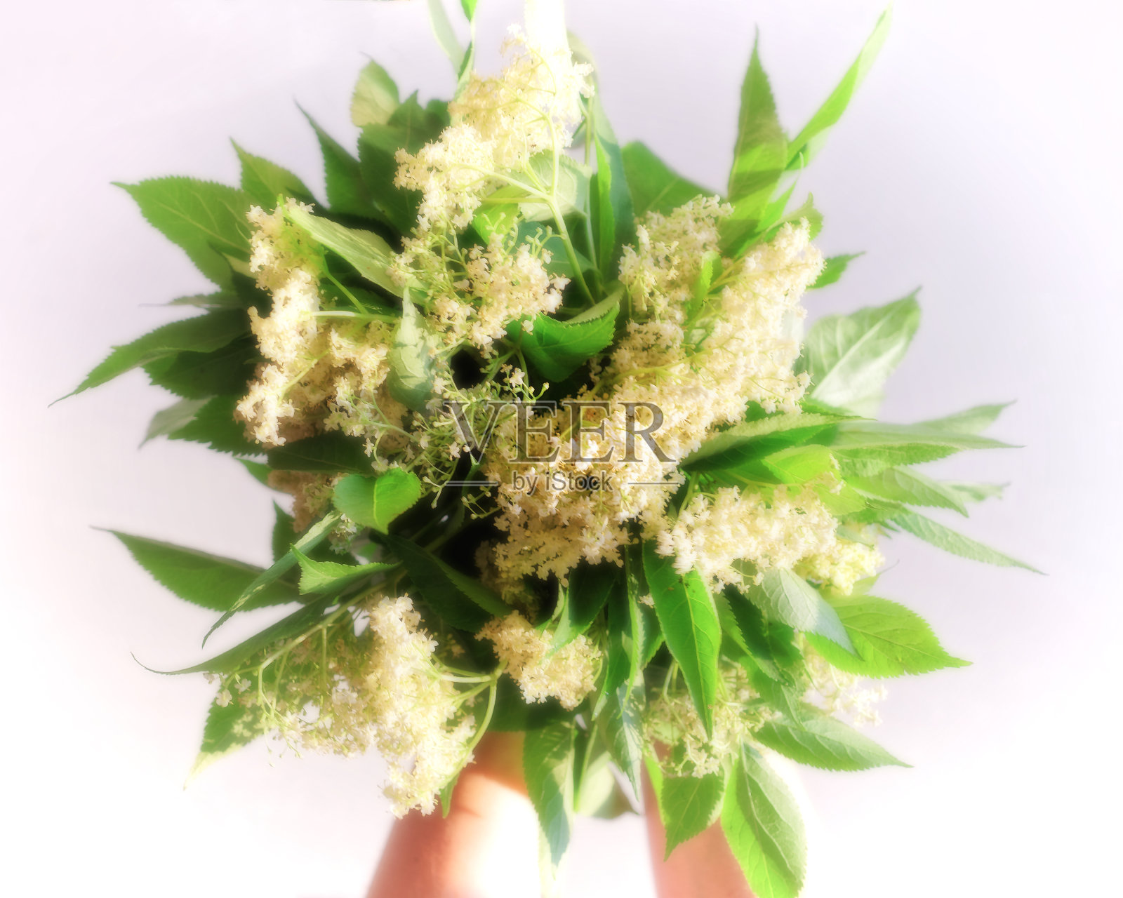 一束白色的花在女孩的手上照片摄影图片