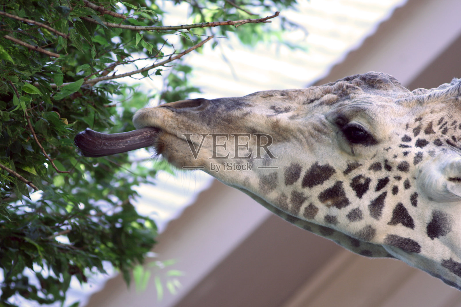 长颈鹿照片摄影图片