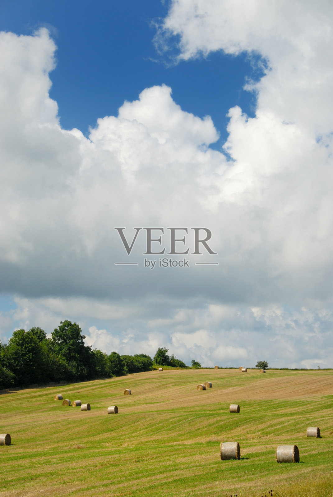 夏天种秣草地照片摄影图片