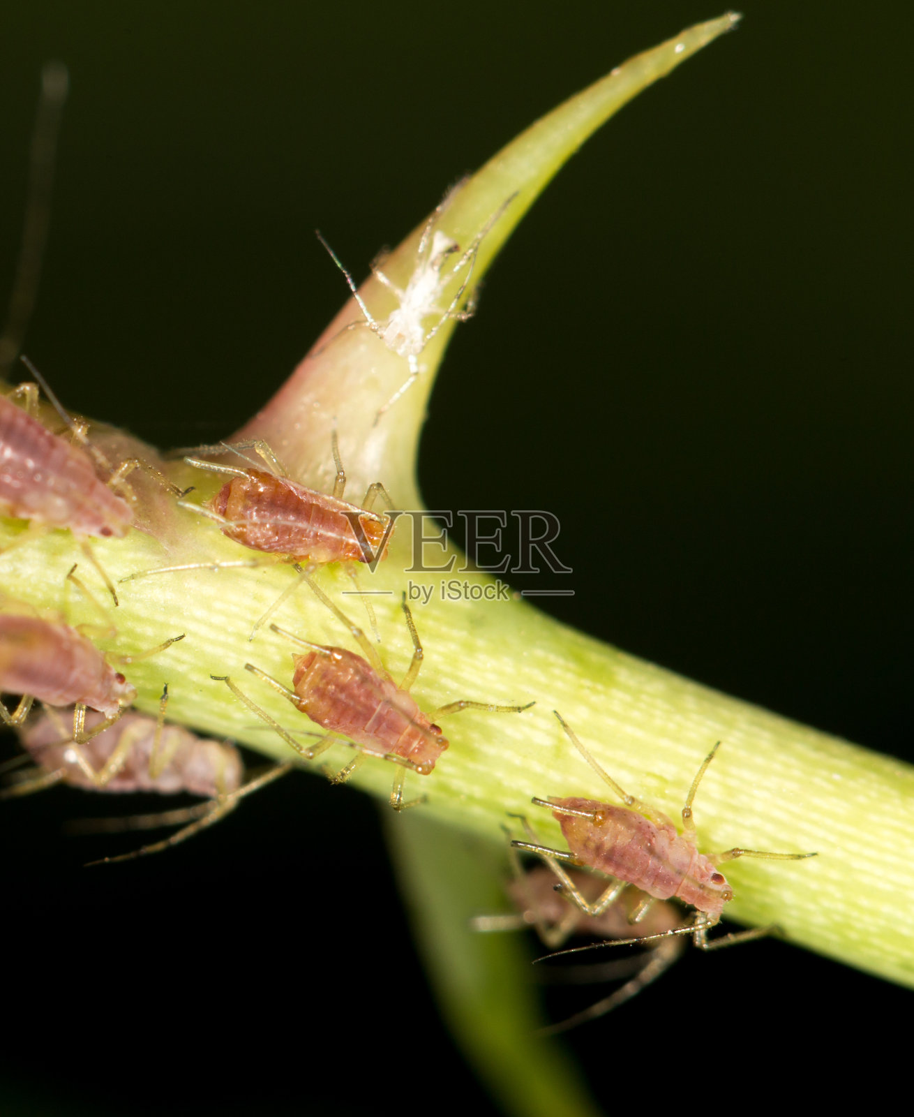 植物上的蚜虫。关闭照片摄影图片