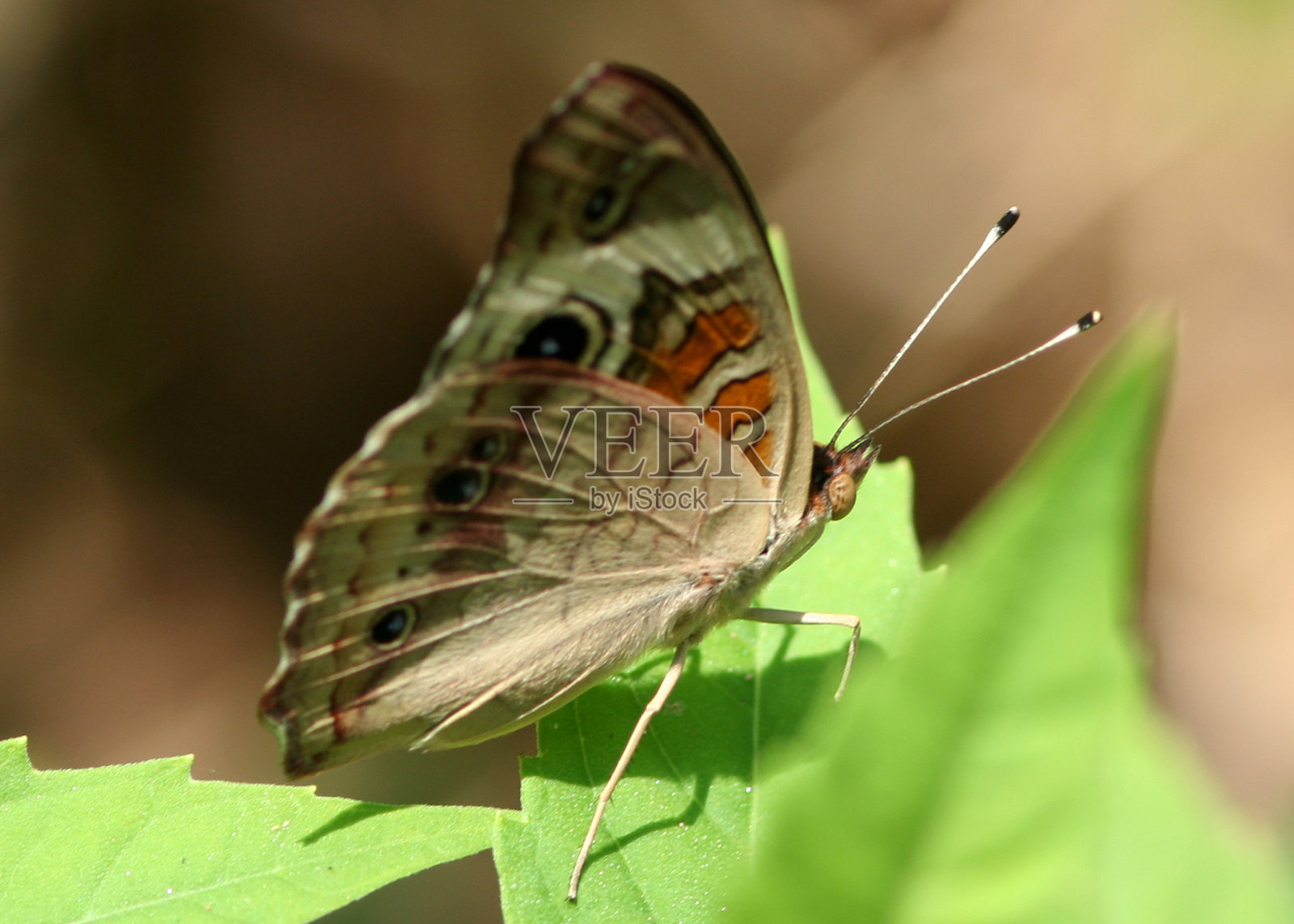 七叶树下面照片摄影图片