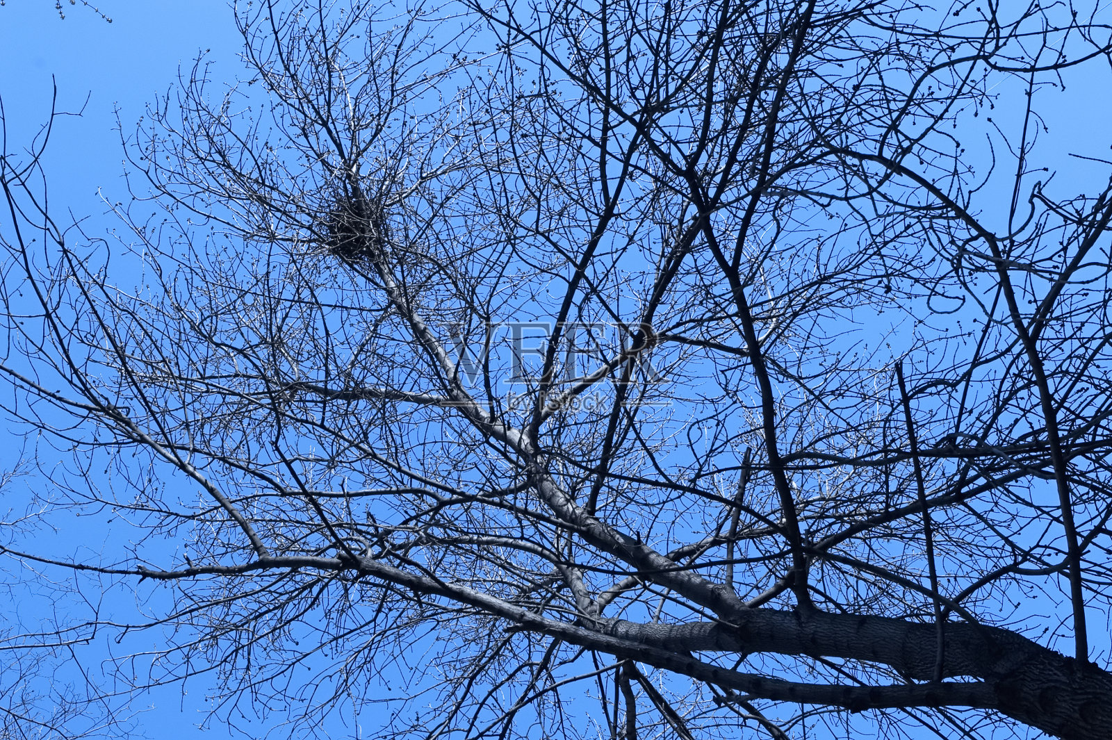 乌鸦的巢照片摄影图片