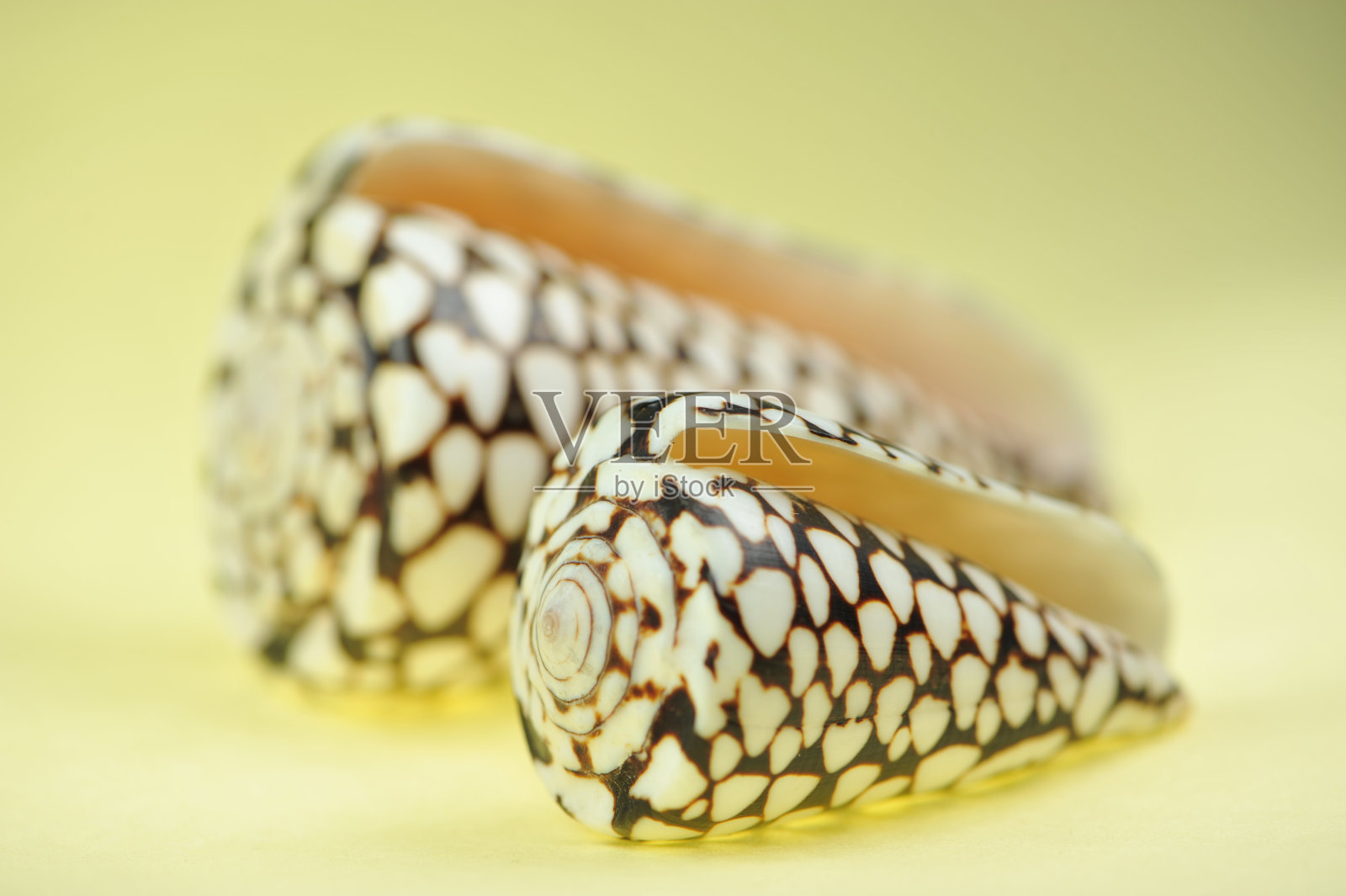 贝壳照片摄影图片