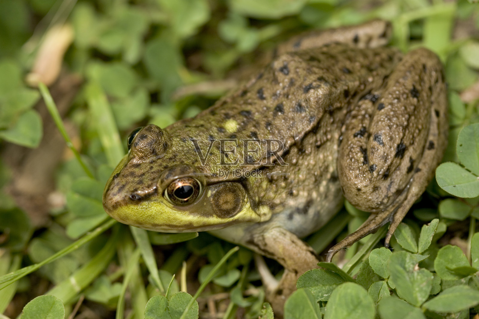 青蛙6照片摄影图片