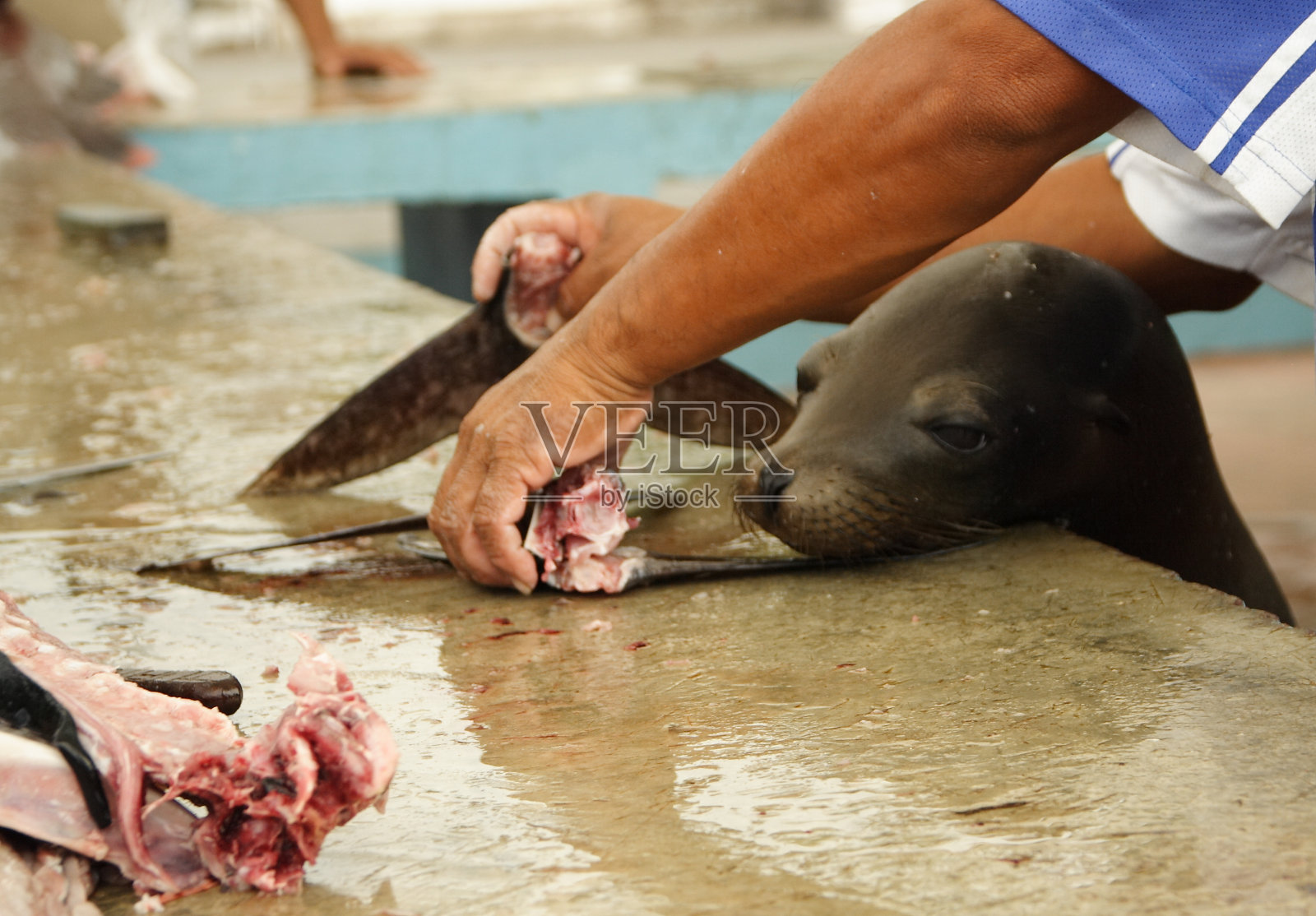 饥饿的海狮在加拉帕戈斯群岛的鱼市上偷食物照片摄影图片