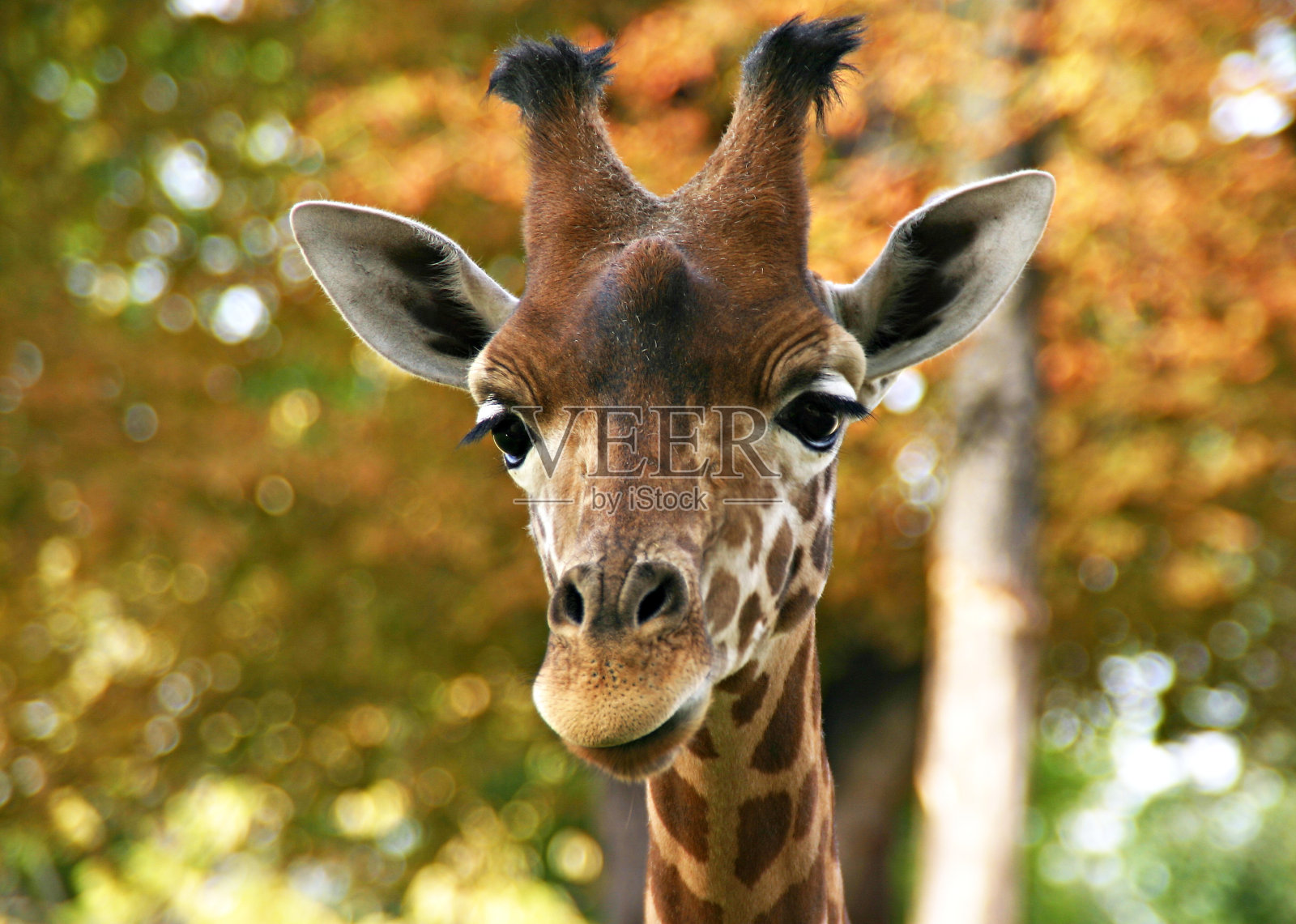 长颈鹿的头照片摄影图片