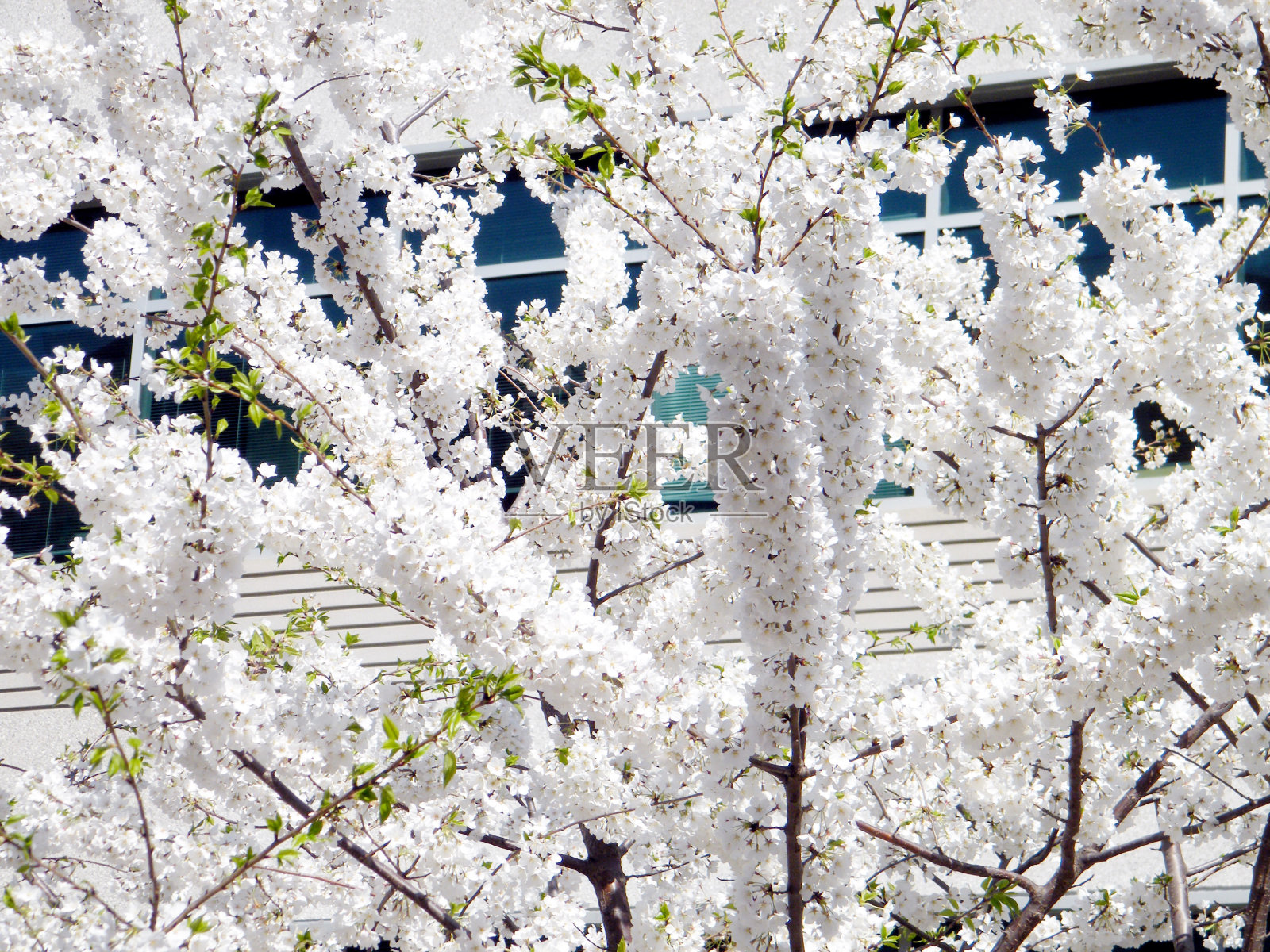 泰森斯角落的白色樱花2010照片摄影图片