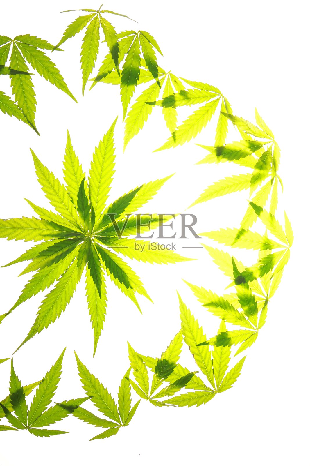 大麻叶子绿叶大麻照片摄影图片