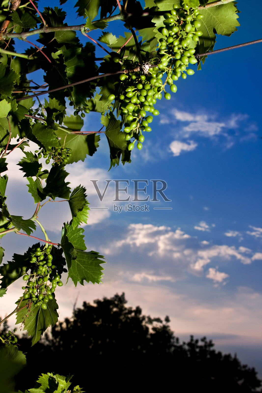 绿色的葡萄照片摄影图片