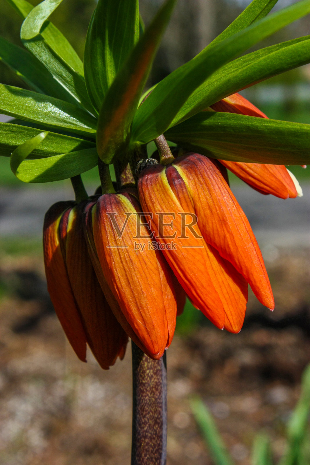 桔子香蕉花照片摄影图片