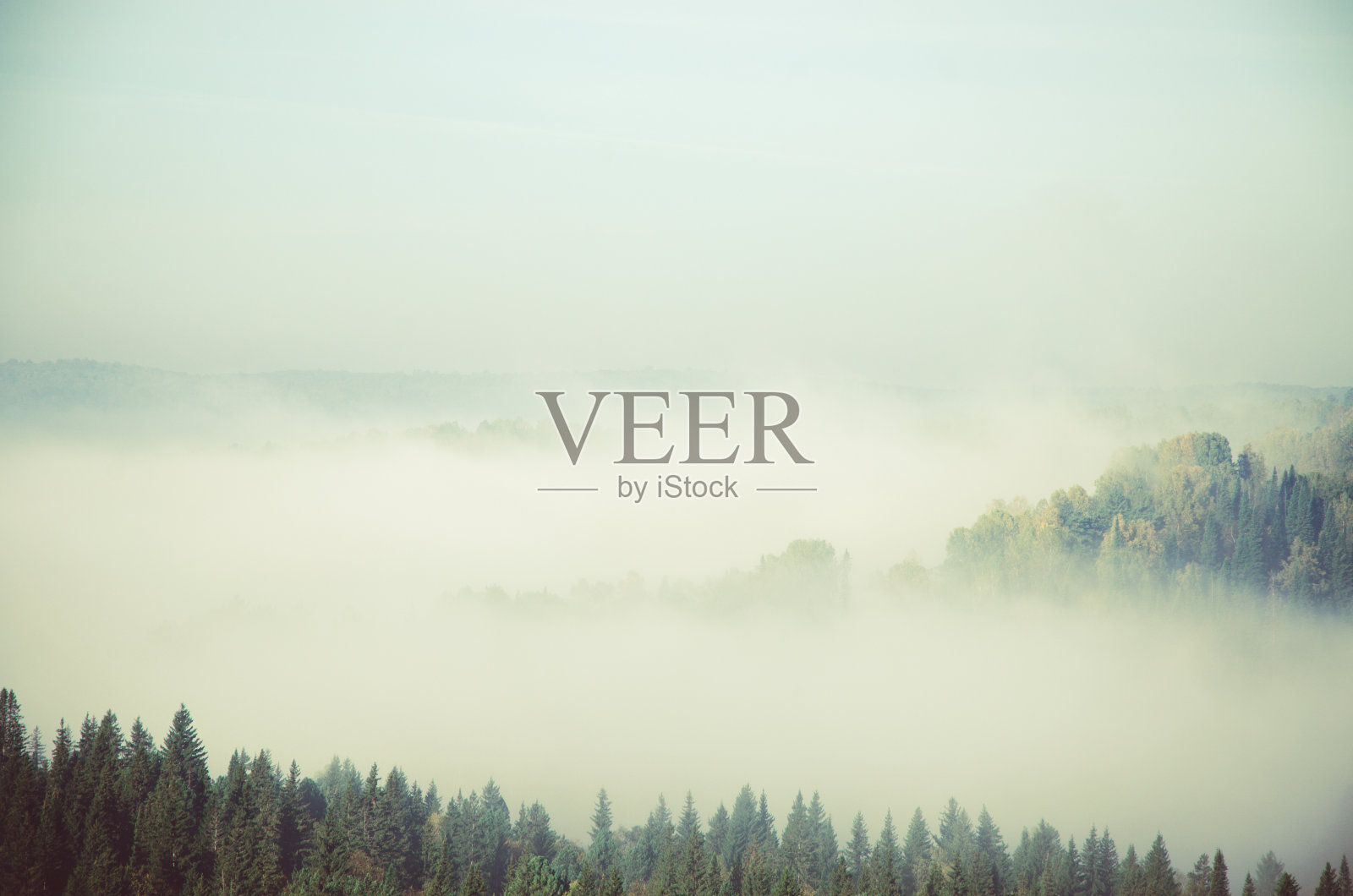 浓雾笼罩着茂密的针叶林。照片摄影图片