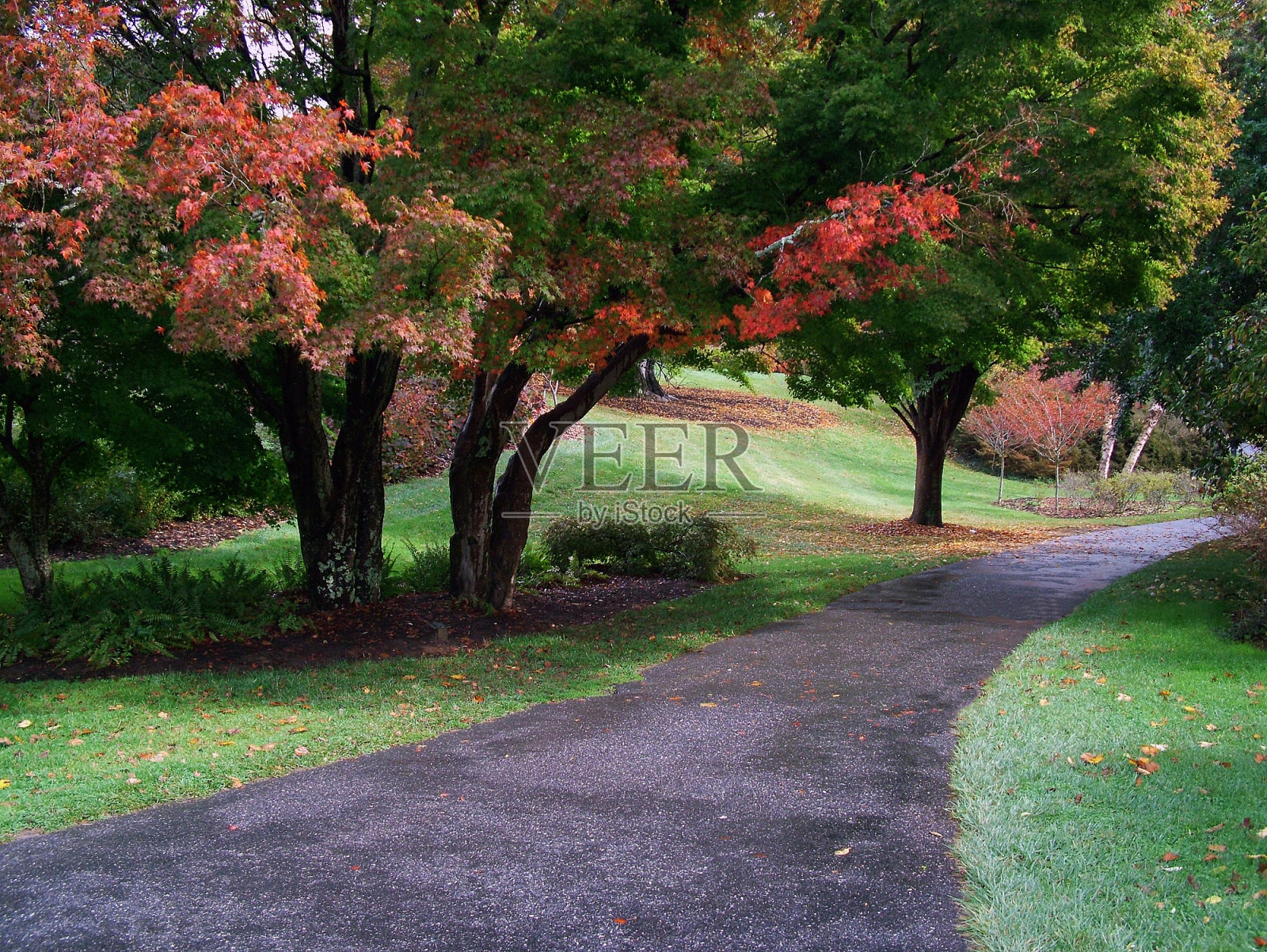 柔和的花园照片摄影图片