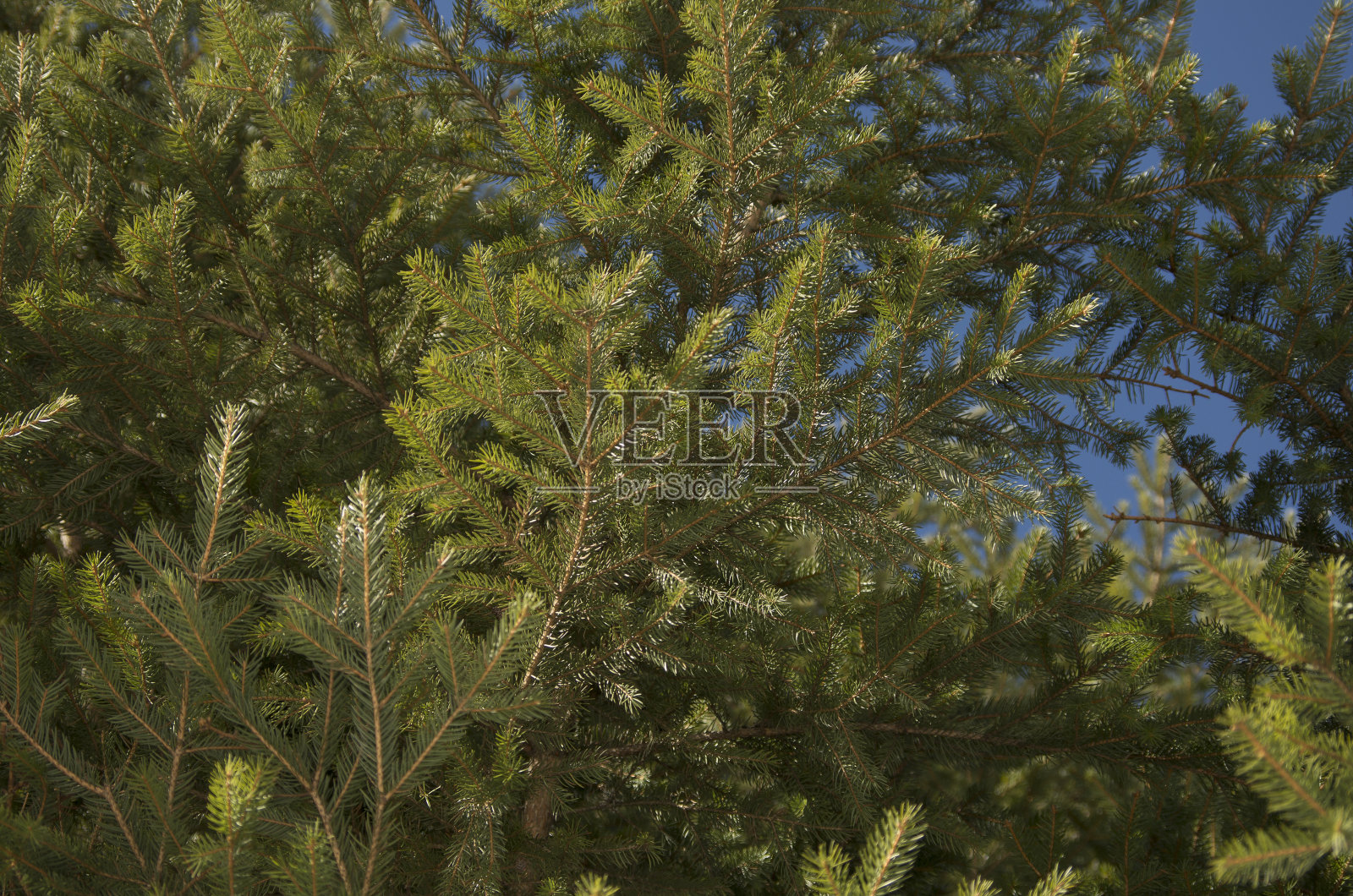 冷杉树枝特写照片摄影图片