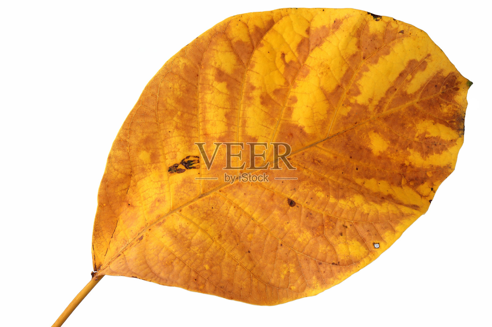 秋天的叶子。照片摄影图片