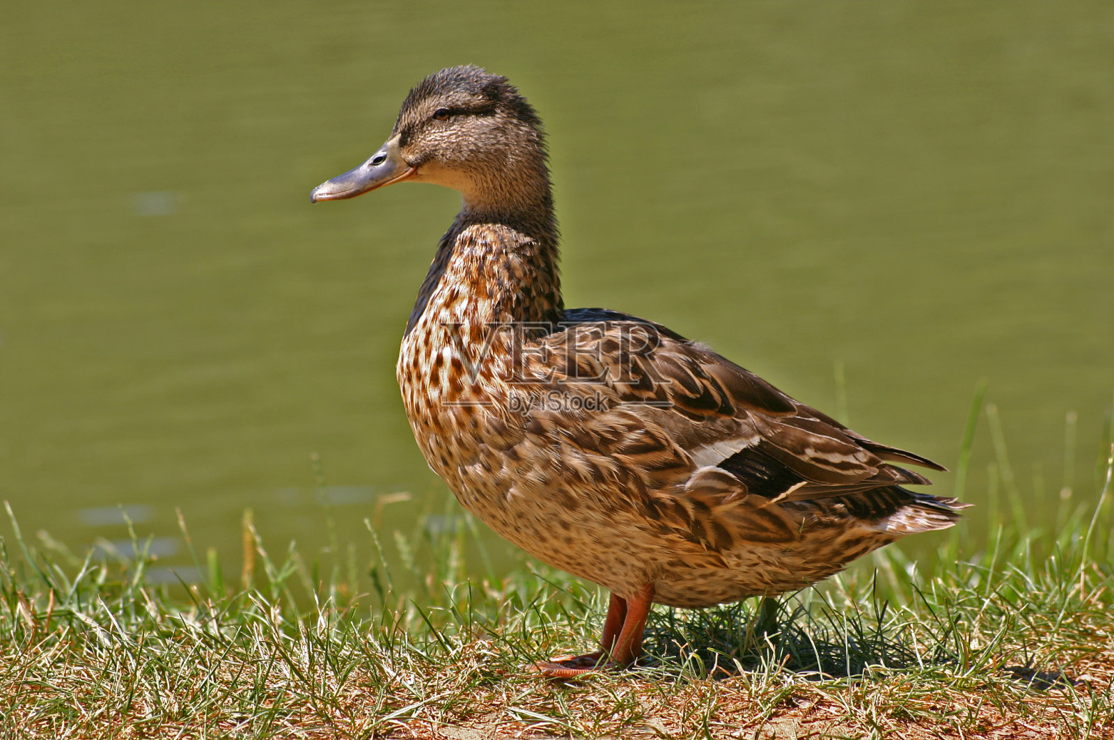 鸭照片摄影图片