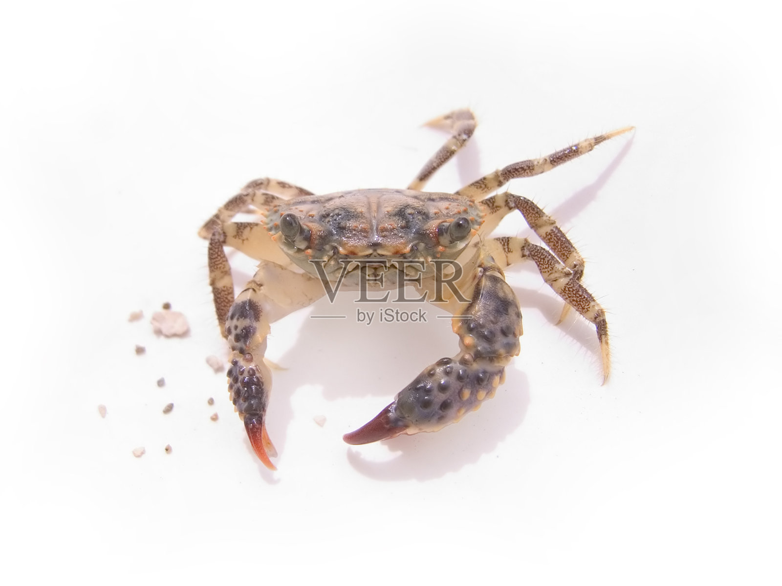 蟹照片摄影图片