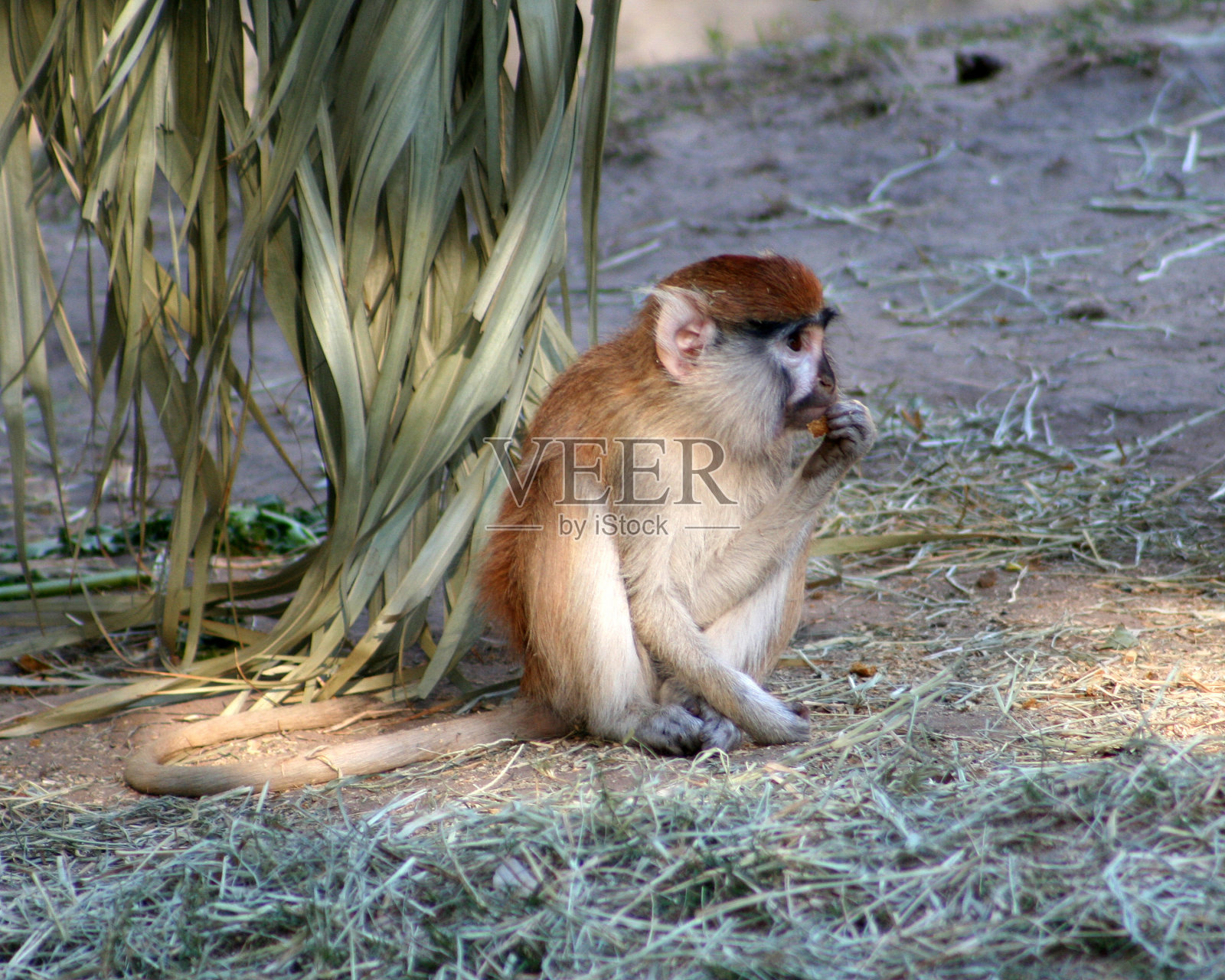 猴子照片摄影图片