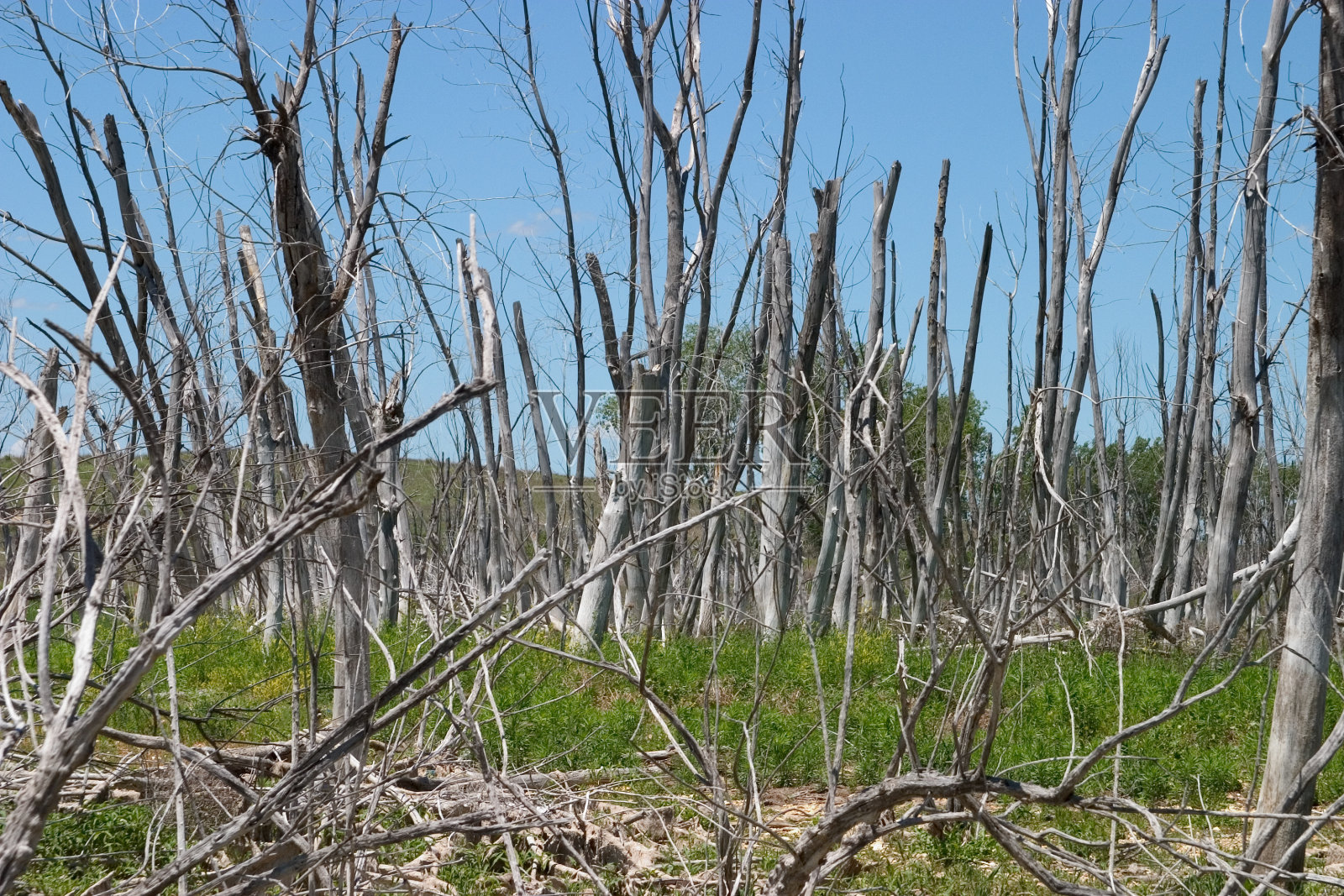枯树和枯草照片摄影图片