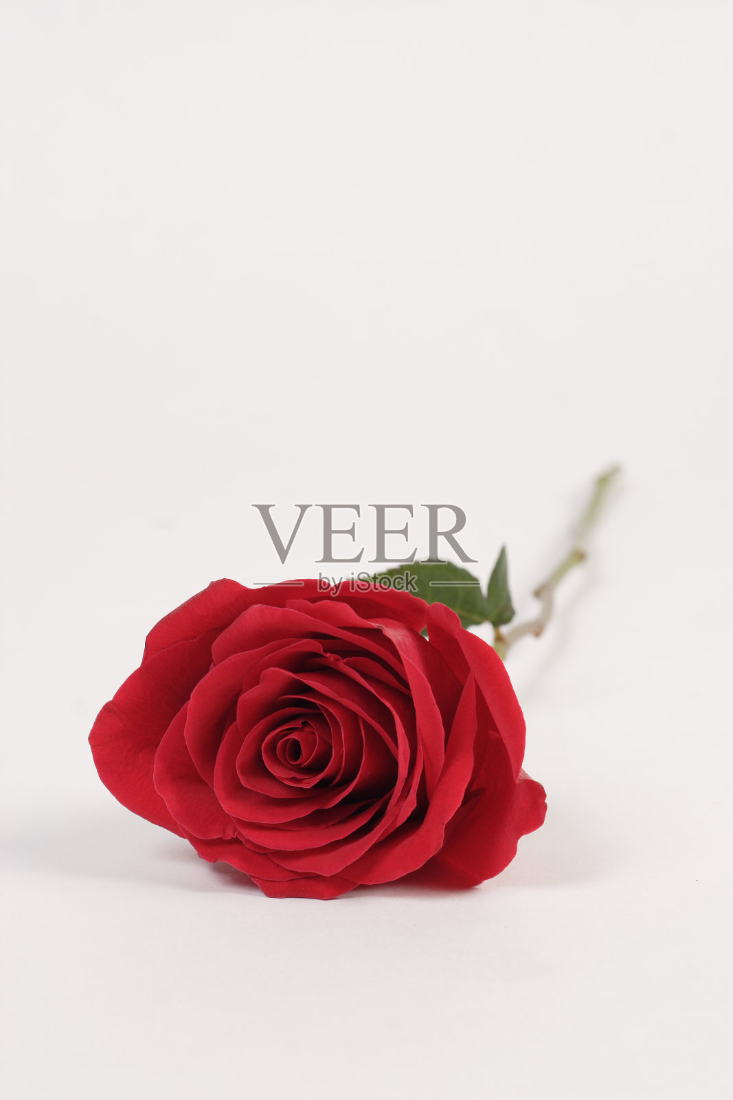 红玫瑰照片摄影图片