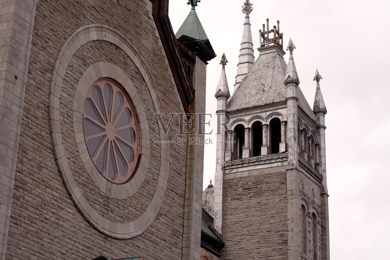 圣伯纳德狗17照片摄影图片