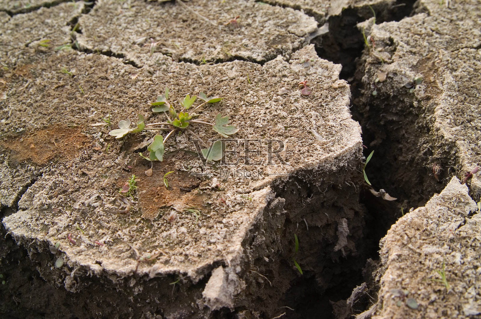 干枯的土地上有新的植被，细节丰富照片摄影图片