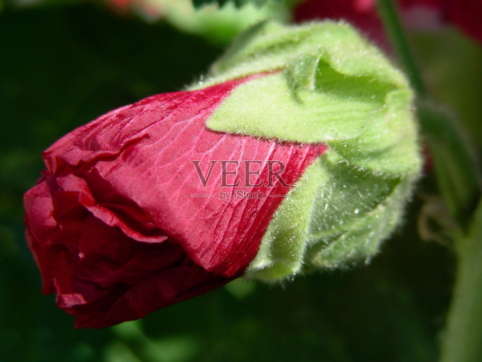 玫瑰芽照片摄影图片