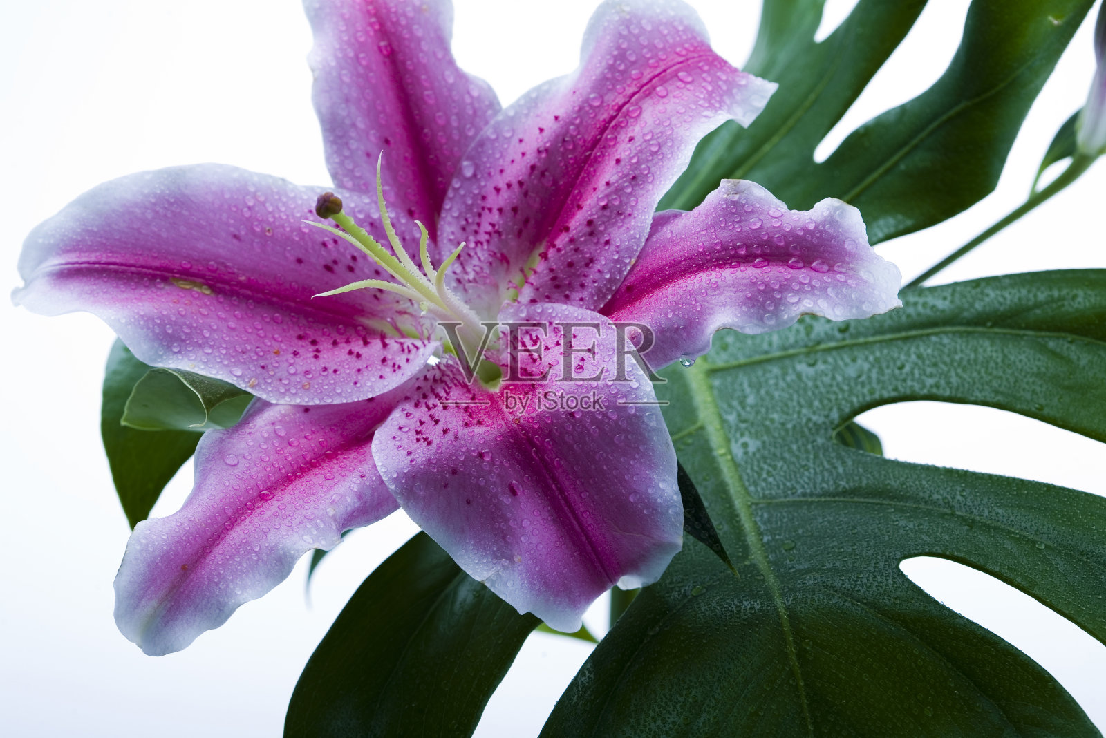 莉莉照片摄影图片