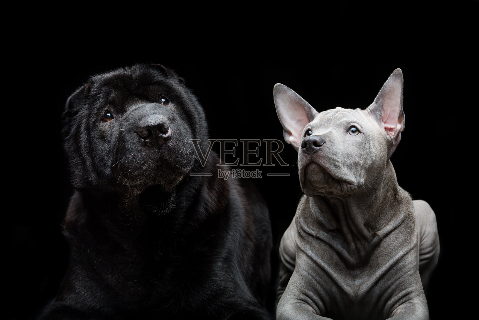 美丽的狗在黑色的背景照片摄影图片