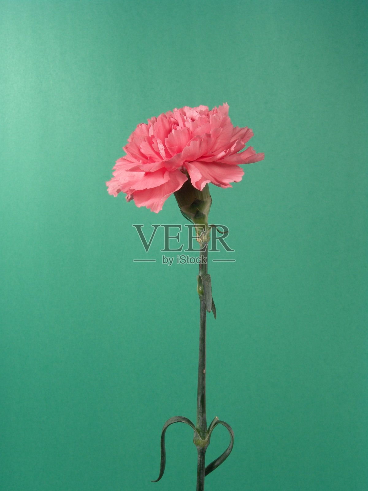 粉红色的康乃馨照片摄影图片