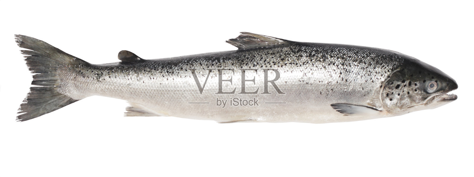 大马哈鱼照片摄影图片