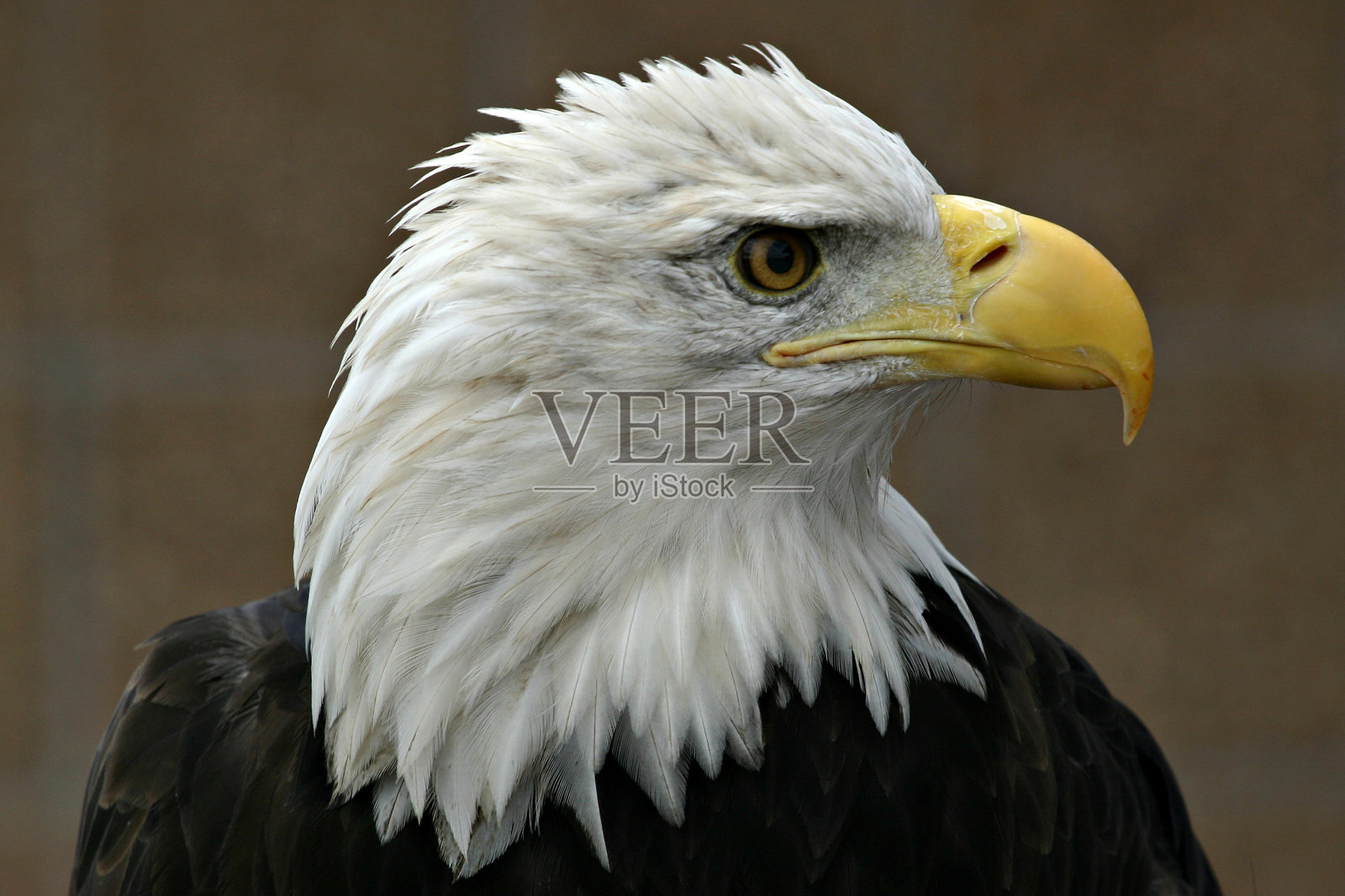 秃鹰(Haliaeetus leucocephalus)头部轮廓特写照片摄影图片