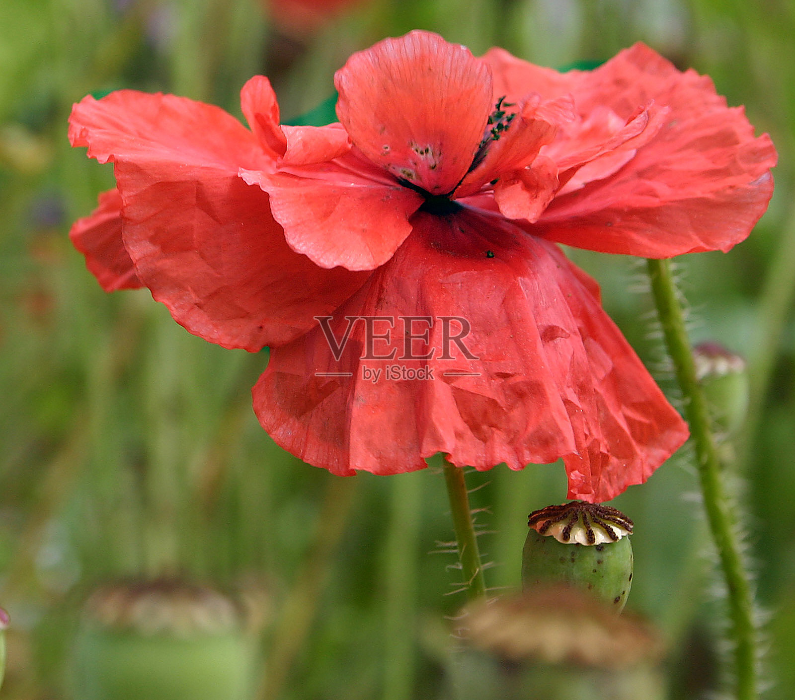 罂粟照片摄影图片